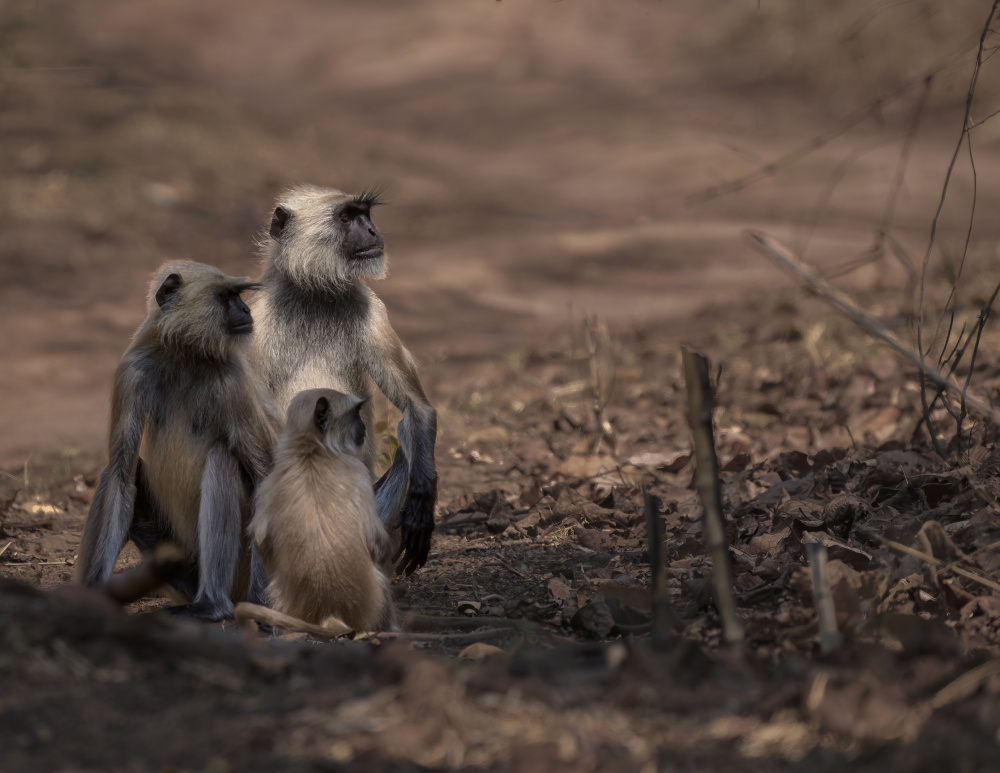 When Three Isnt A Crowd von Susheel Marcus