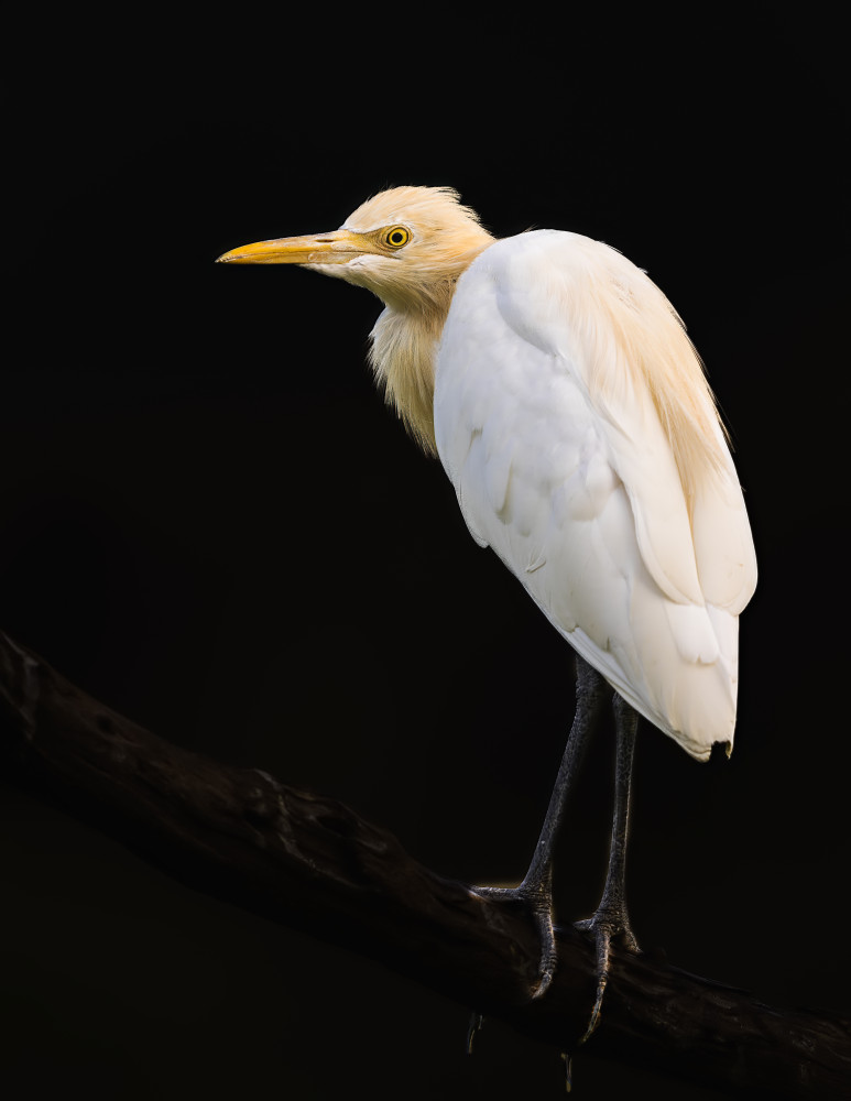 Low Key Edit Of A Cattle Egret In Breeding Plumage. von Susheel Marcus