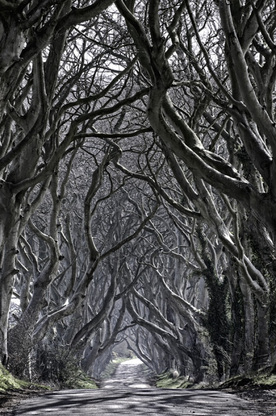 Dark Hedges von Sven Meier