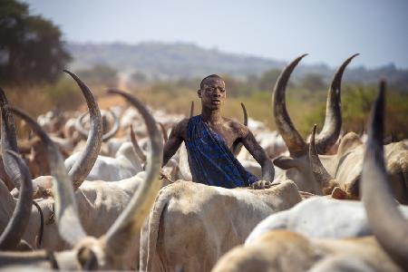 Mundaris male cow