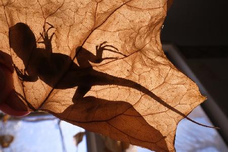 Lizard in Abandoned House