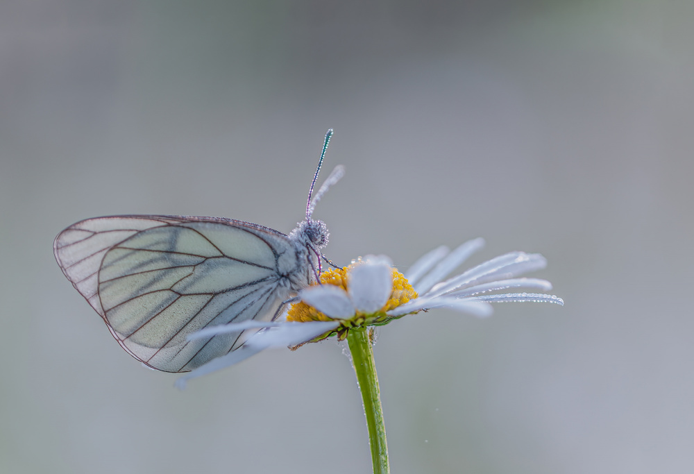 Morning dew von Sylvia Peper