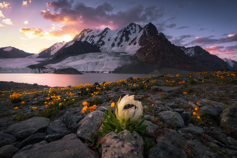 Morning Saussurea von Sylviashen