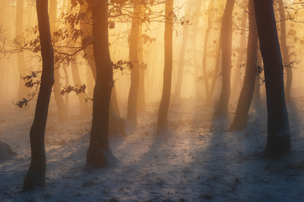 Winter forest von Szabo Zsolt Andras