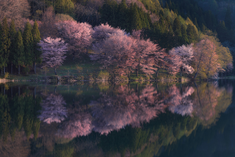 Cherry bomb von Taisuke Goto