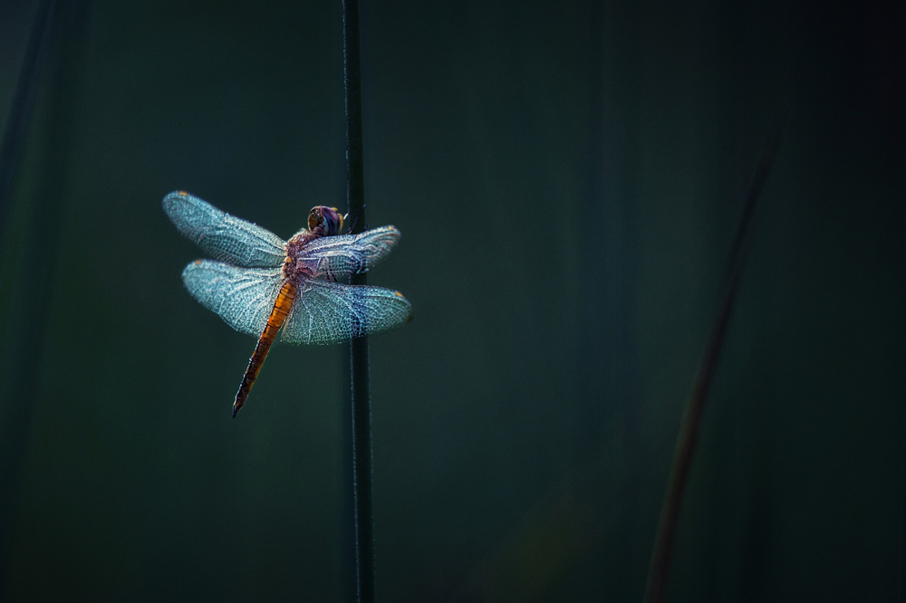 In the morning dew von Takafumi Yamashita