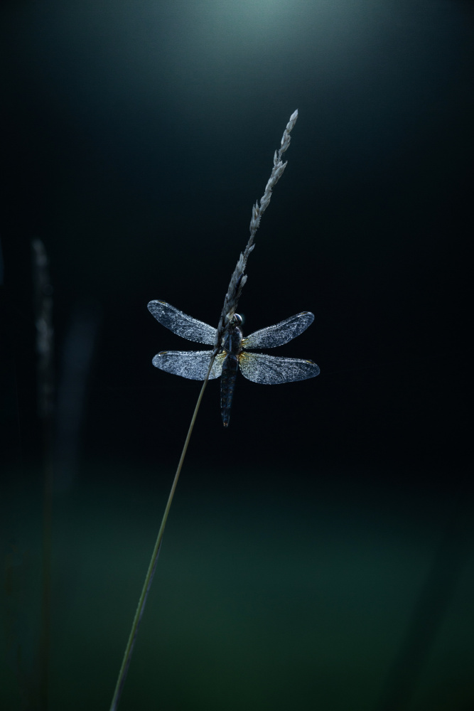 Morning dewⅢ von Takafumi Yamashita