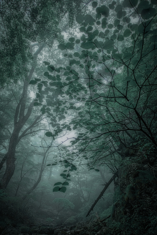 Fog　forest von Takafumi Yamashita