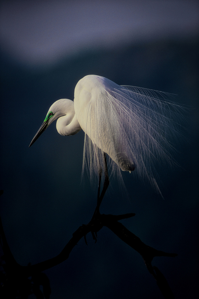 Beautiful ornament feathers von Takafumi Yamashita