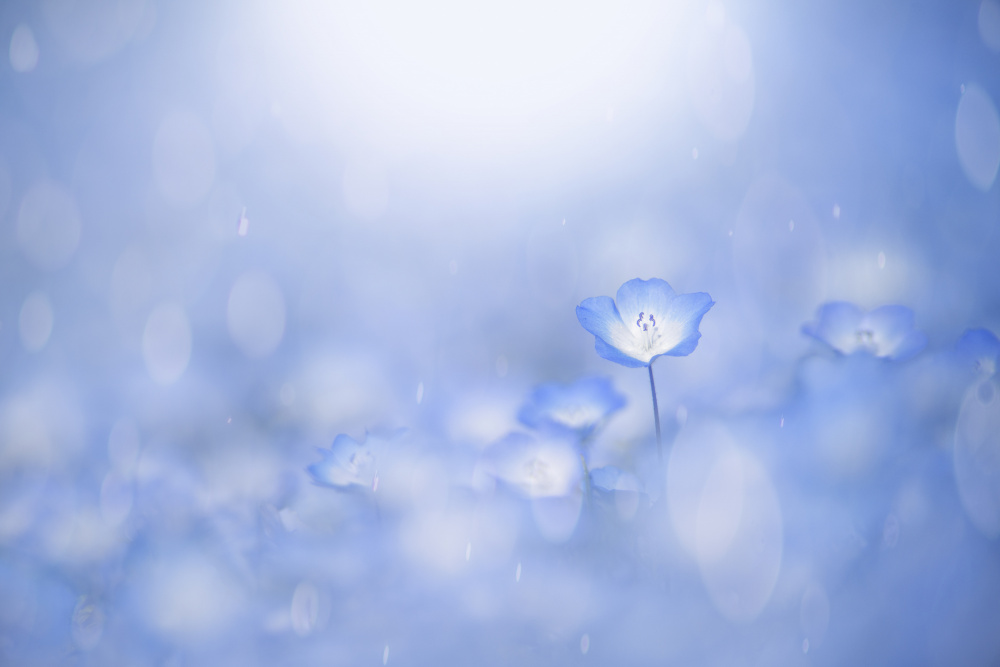 Blue glow von Takashi Suzuki