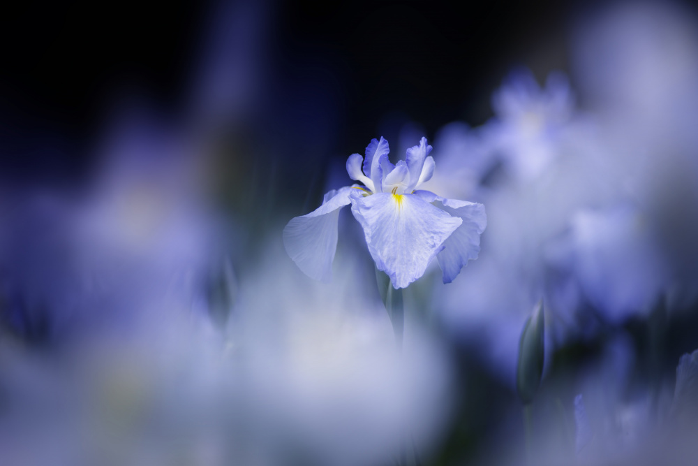 Blue glow von Takashi Suzuki