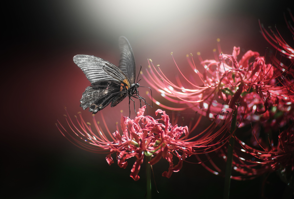 Fly quietly von Takashi Suzuki