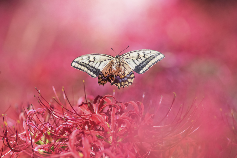 Fly gracefully von Takashi Suzuki