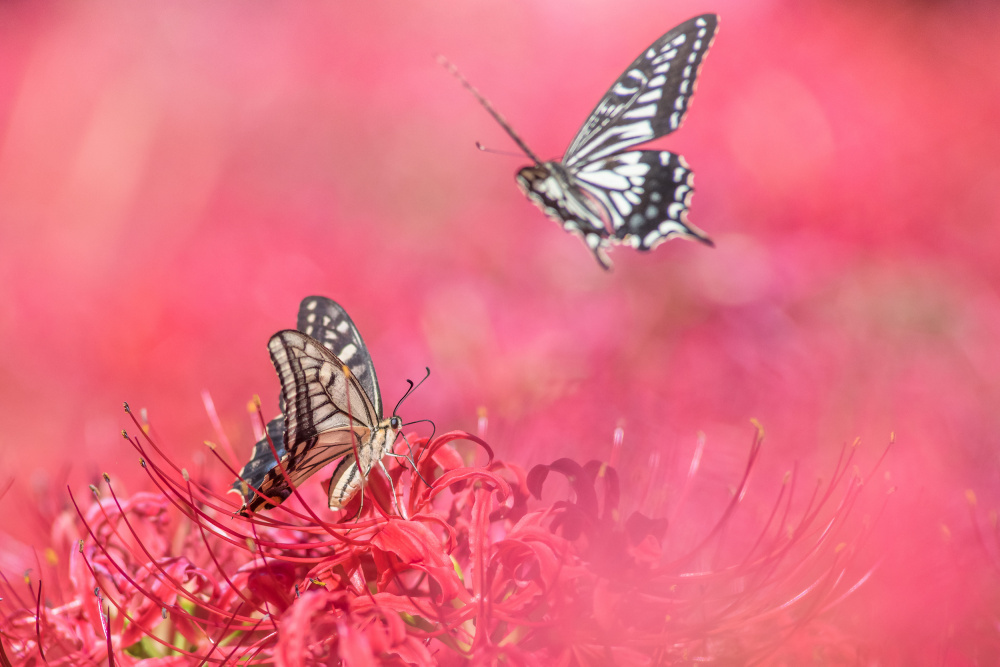 Fly gracefully von Takashi Suzuki