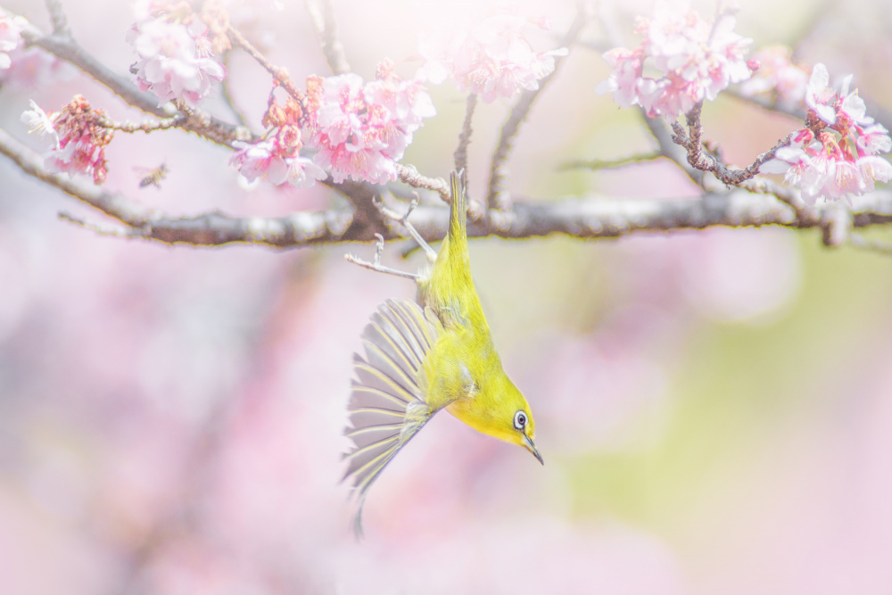 Flying white eye von Takashi Suzuki