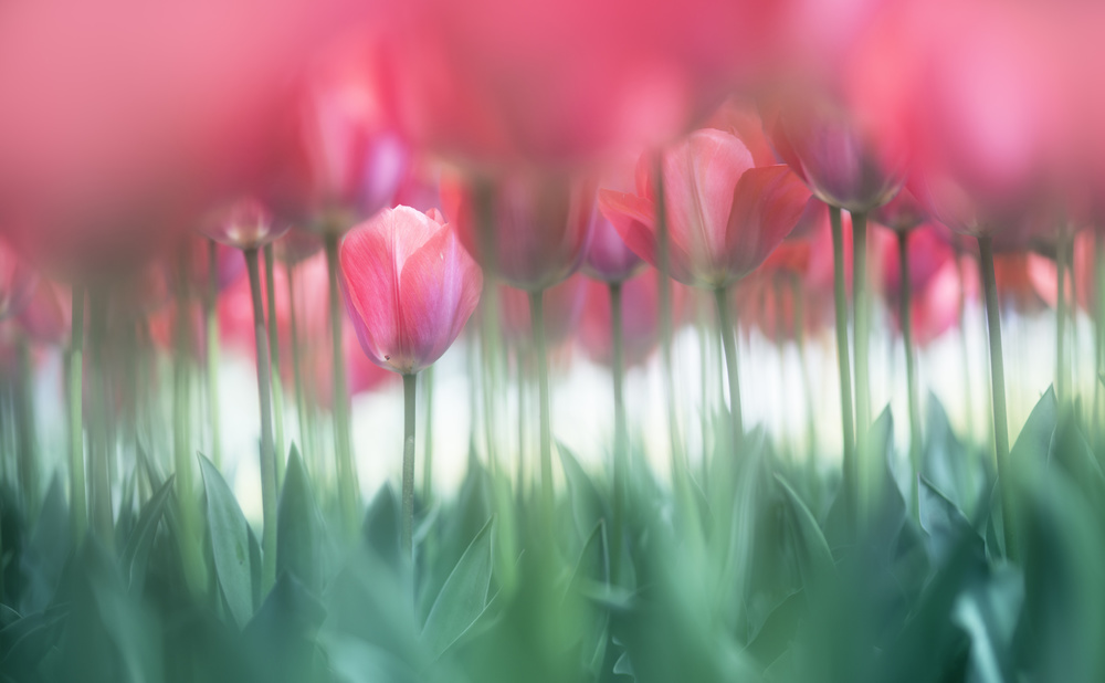 Lined tulips von Takashi Suzuki