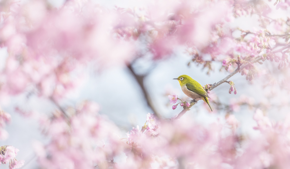 Cherry-blossom color von Takashi Suzuki