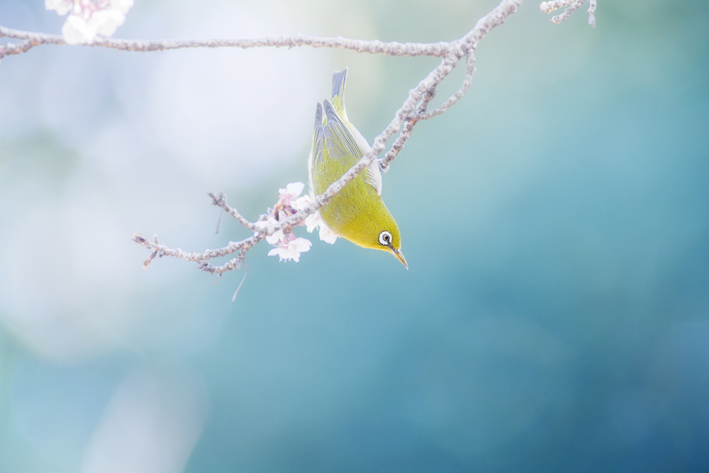 With the feelings of the spring moment von Takashi Suzuki