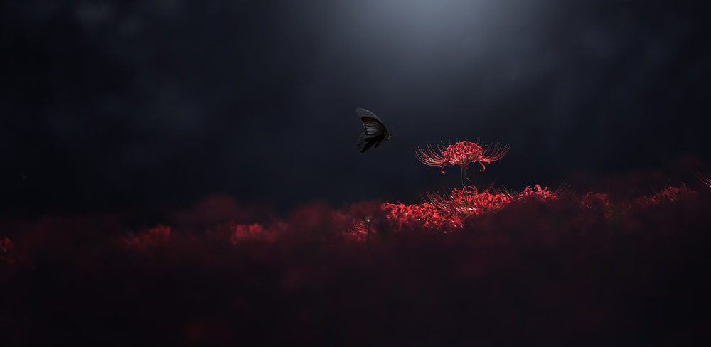 Raven black and red von Takashi Suzuki