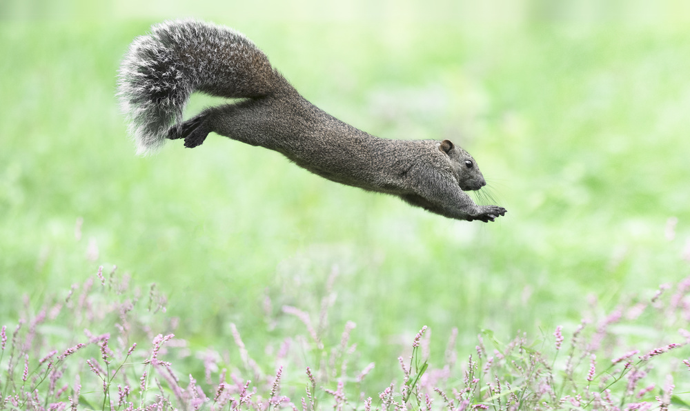 Jumping squirrel von Takashi Suzuki