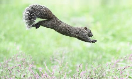 Jumping squirrel