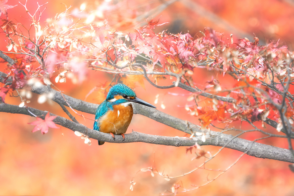 Under the autumn leaves von Takashi Suzuki