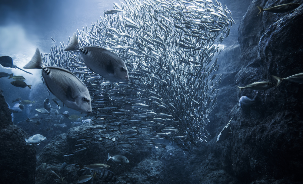 Underwater exploration von Takashi Suzuki