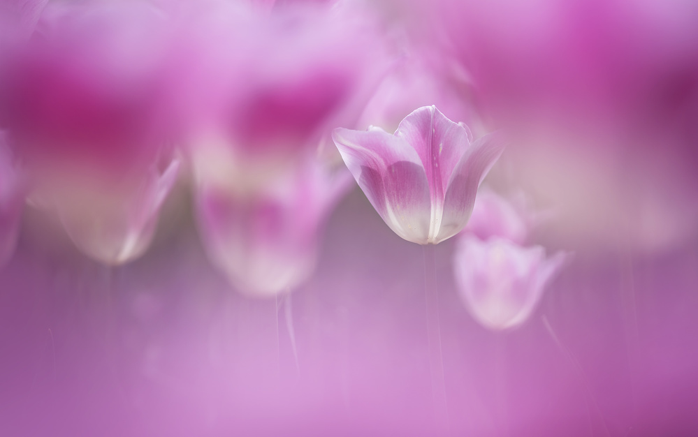 Enchanted tulips von Takashi Suzuki