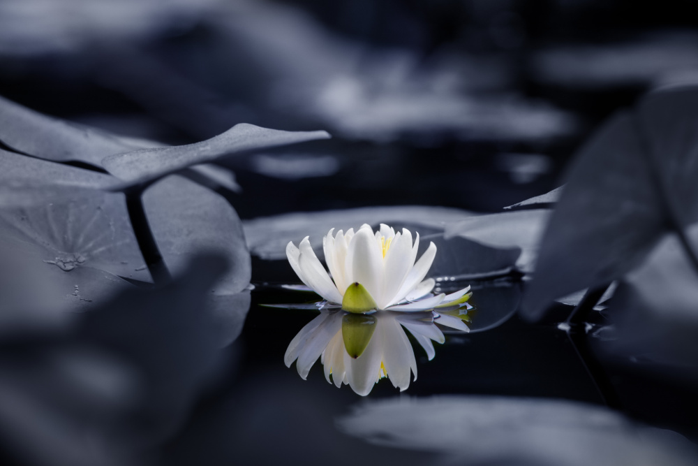 Water mirror von Takashi Suzuki