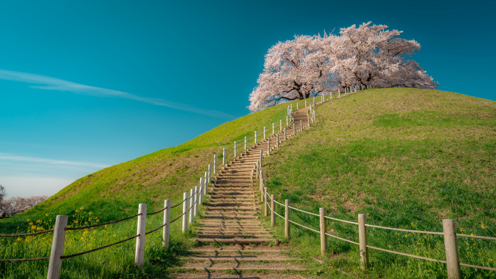 cherry blossoms on the hill von TAKEDA HIDEO