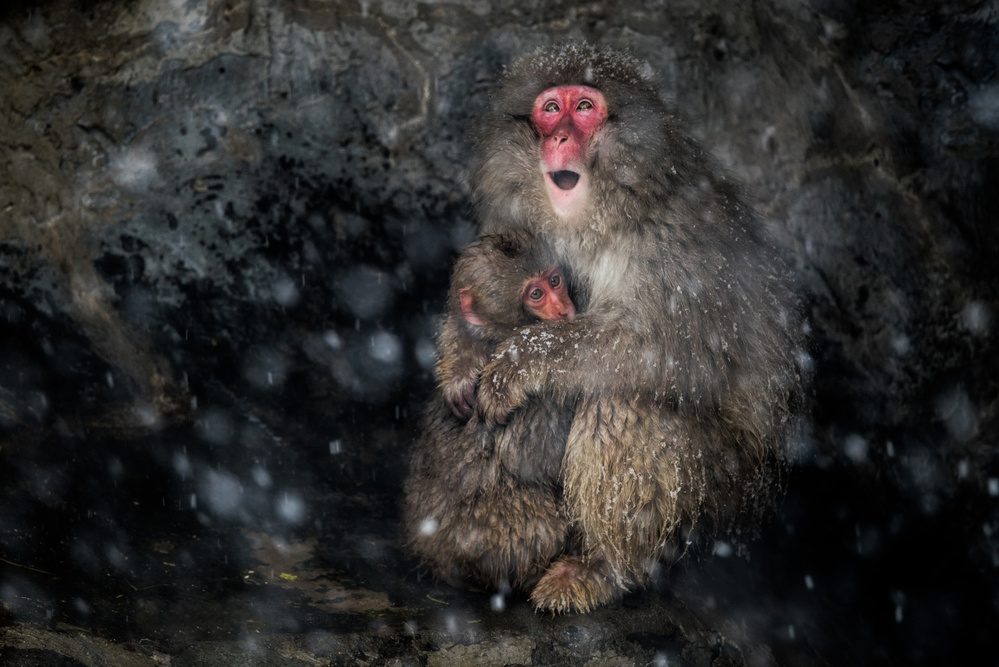 mother-infant bonding von Takeshi Marumoto