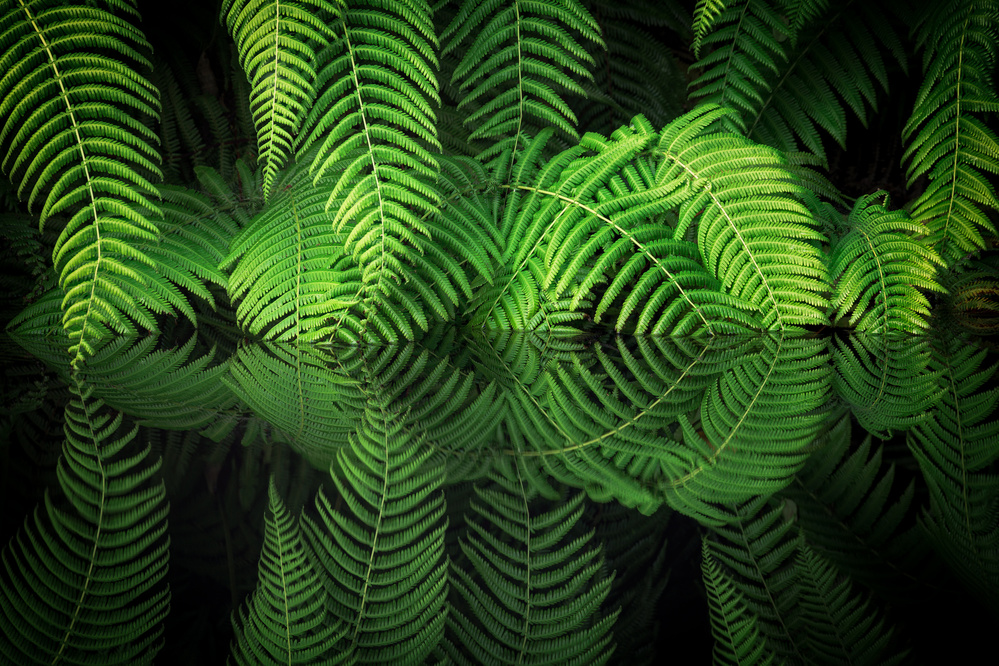 Fern Reflection von Takeshi Mitamura