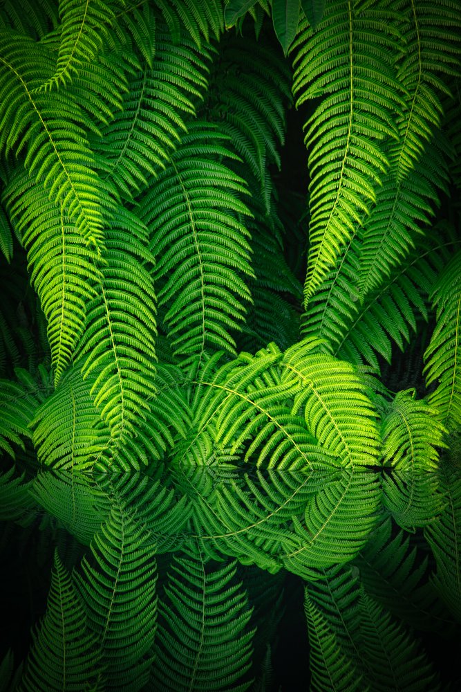 Beauty In Nature von Takeshi Mitamura