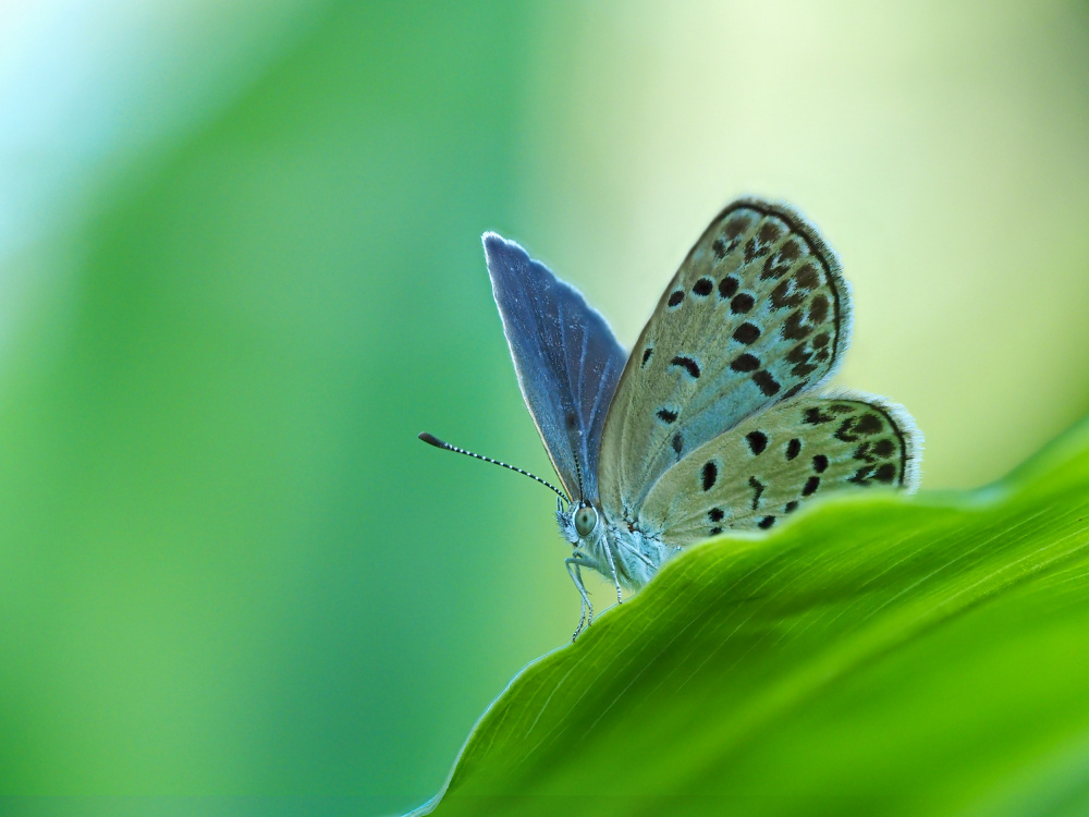 blue wings von Takiko Hirai