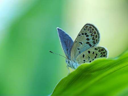 blue wings