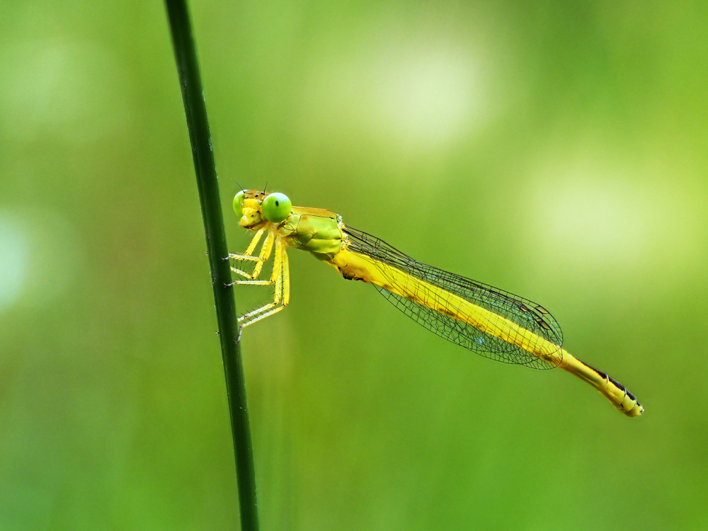 Ceriagrion melanurum von Takiko Hirai