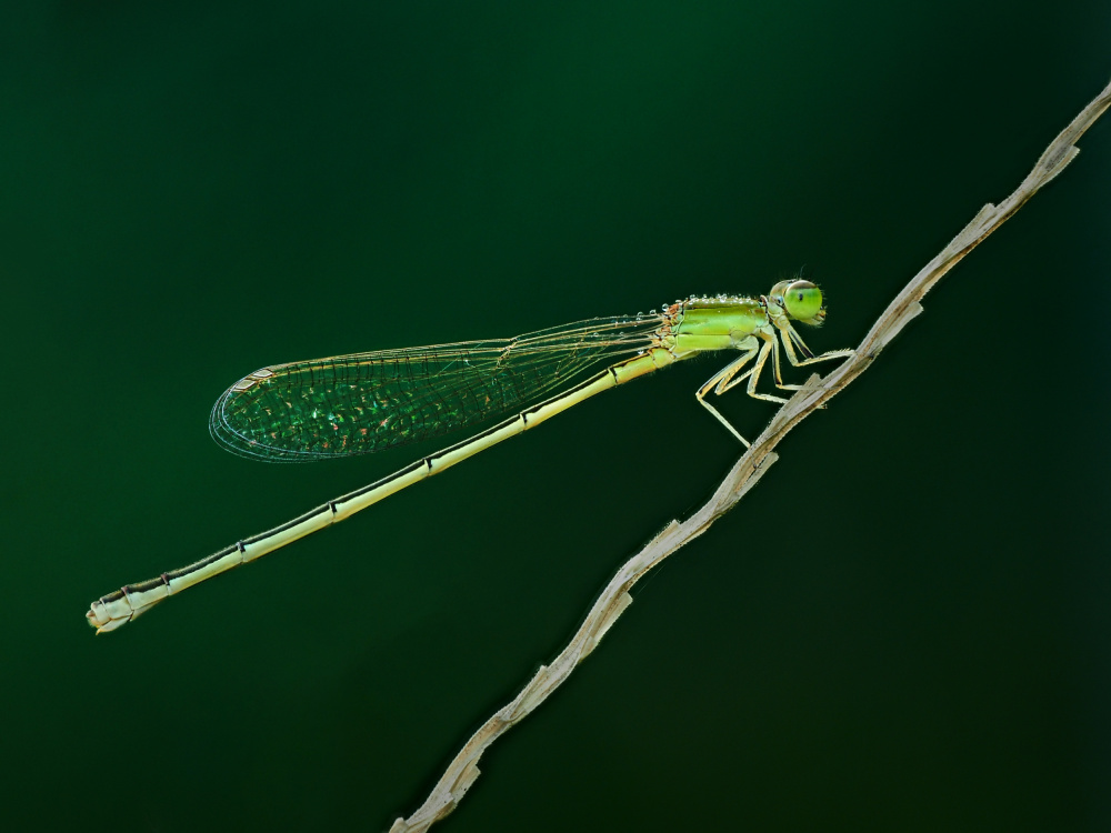 thread dragonfly von Takiko Hirai