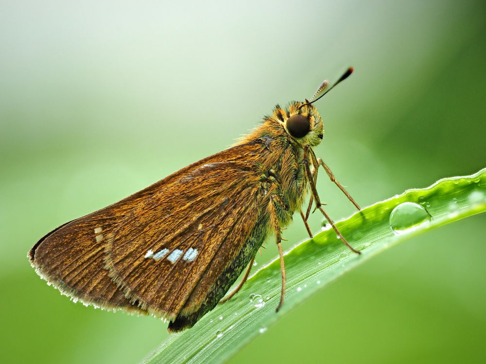 In the rain von Takiko Hirai