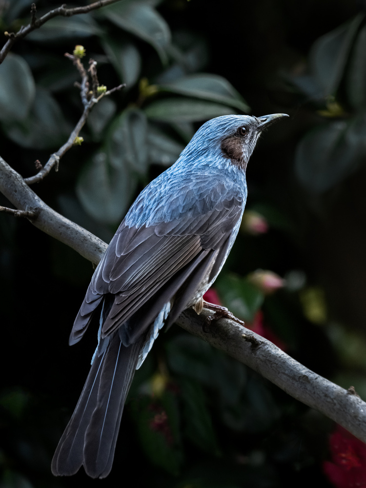 My blue bird von Takiko Hirai