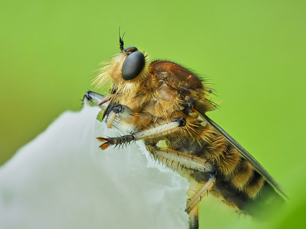 Shioya horsefly von Takiko Hirai