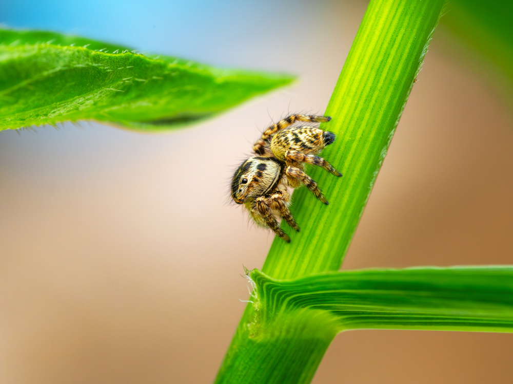 jumpingspider von Takiko Hirai