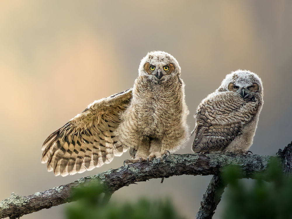 little owl at dusk von Taksing (吉星高照)