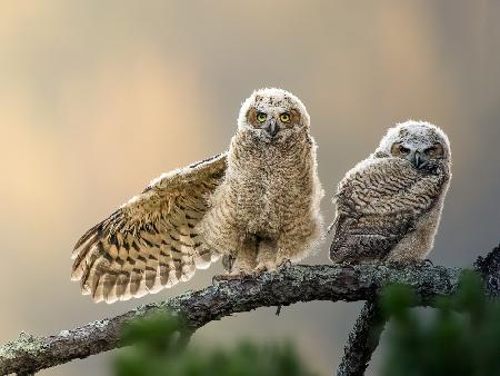 little owl at dusk