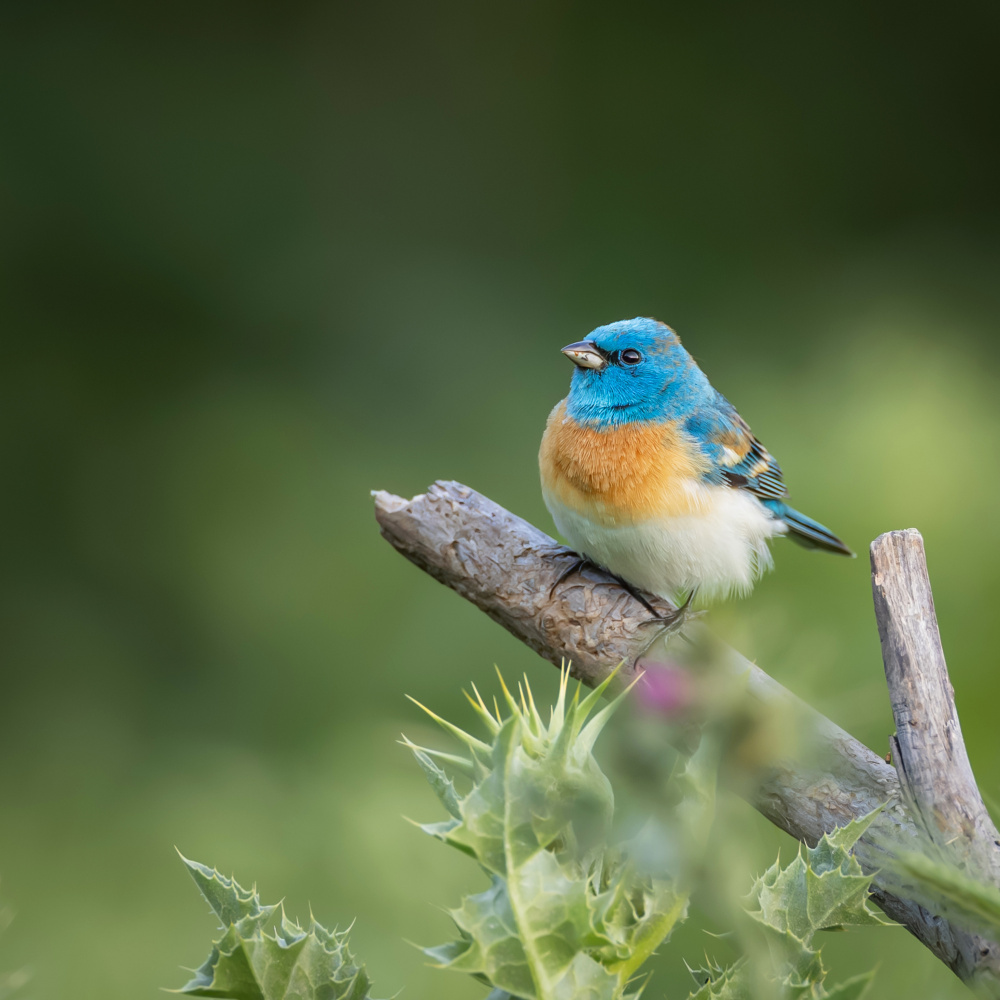 Lazuli bunting von Taksing (吉星高照)