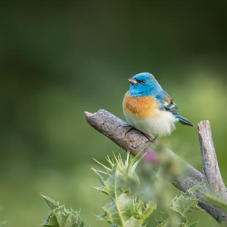 Lazuli bunting