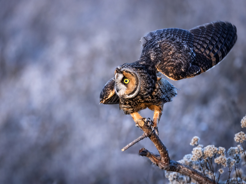 Long-eared owl von Taksing (吉星高照)