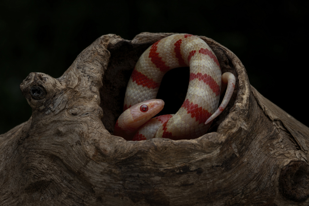 Resting von Tantoyensen