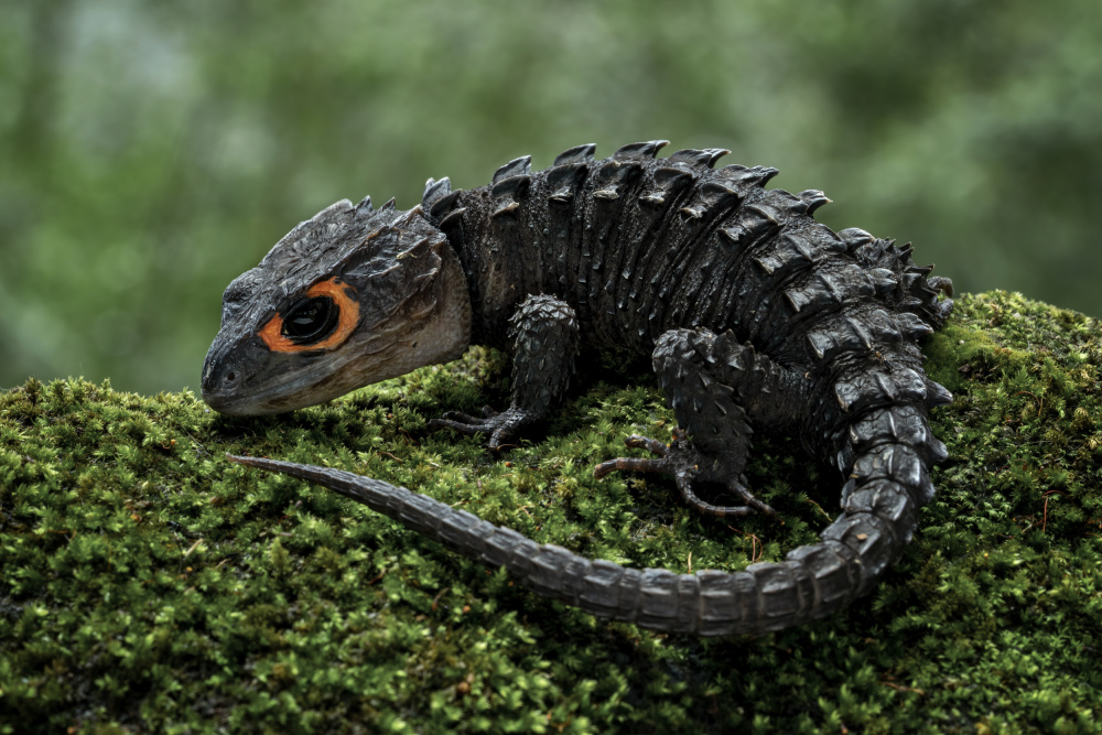 Baby dragon von Tantoyensen