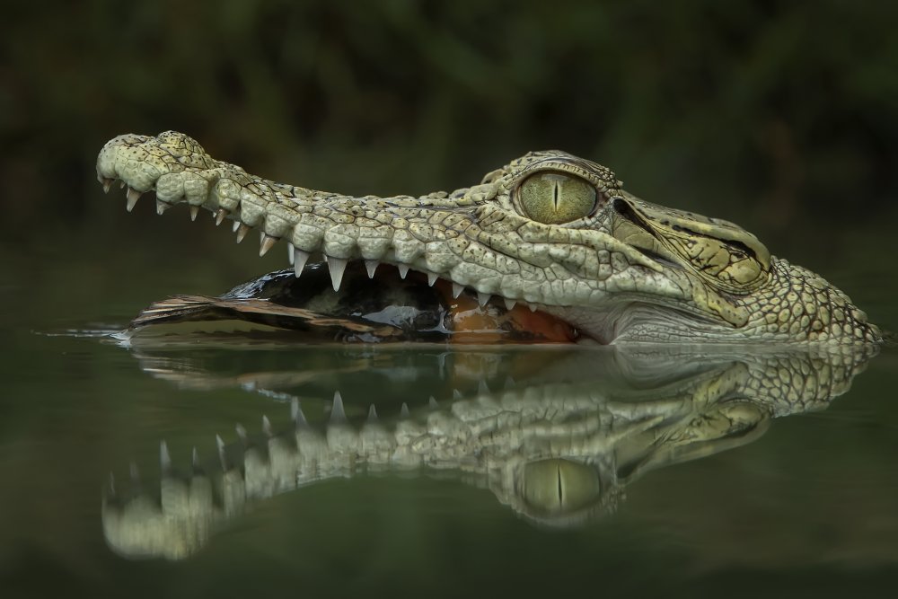 Reflection von Tantoyensen