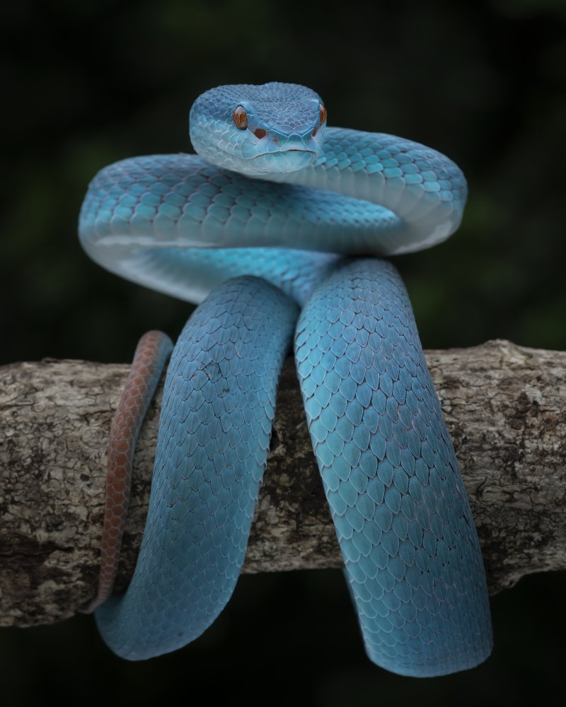 Blue magic von Tantoyensen